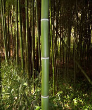 Jungle Supply Bamboo Catalog